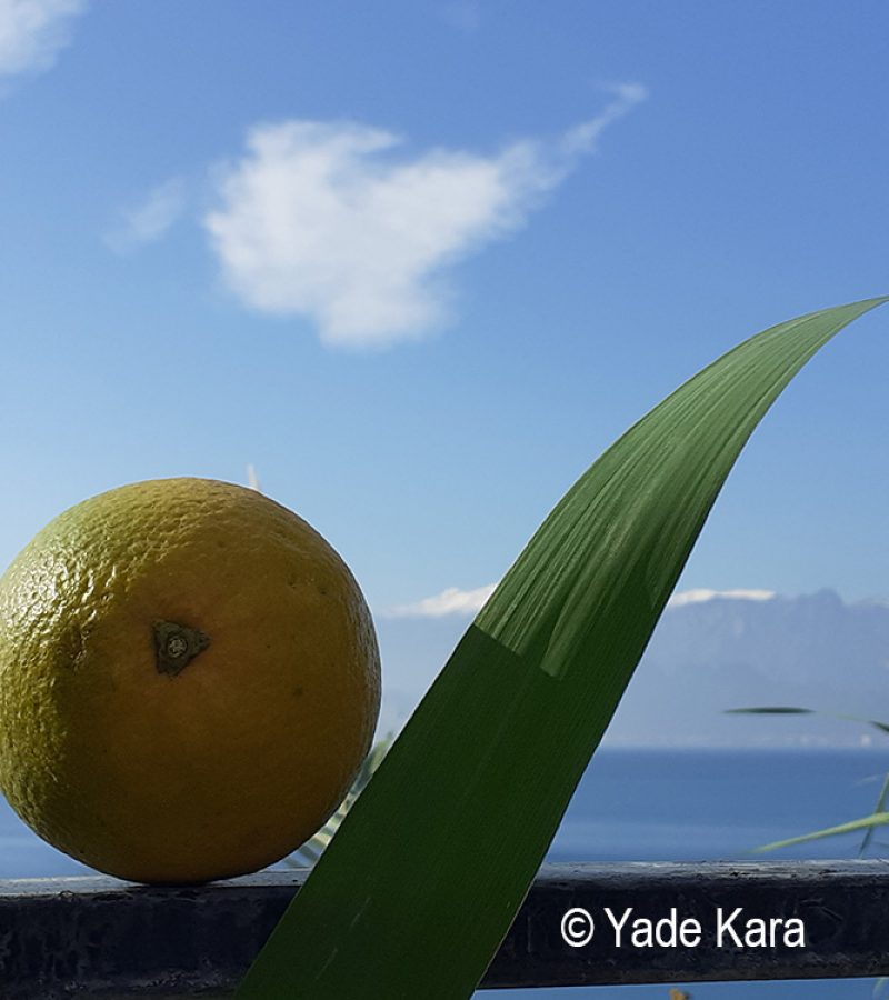 20201223_124814-orange